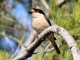menorca_walking_birds_alcaudon_comun_woodchat_shrike_ lanius_senato